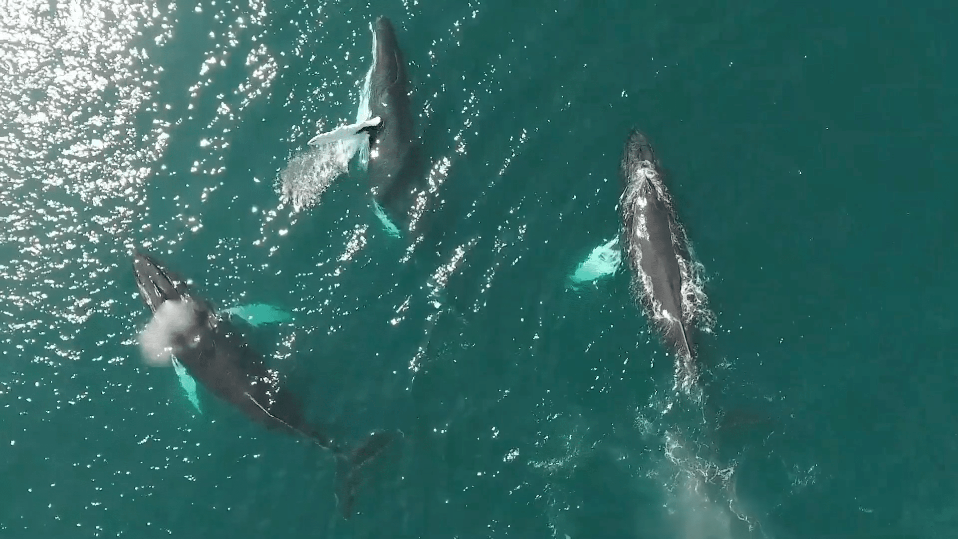 UN delegates reach historic agreement on protecting marine biodiversity in international waters