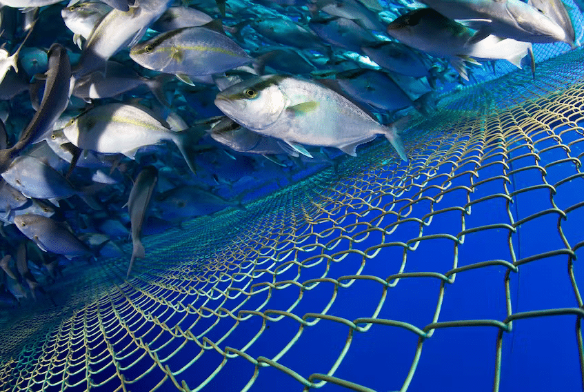 Nova Scotia company’s innovations are improving the fish farming industry